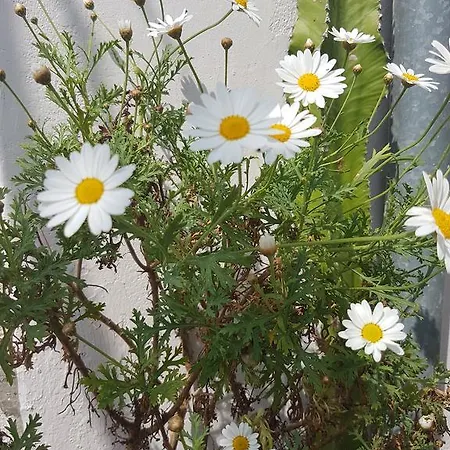 Vikendica La Casa Di Nonna *