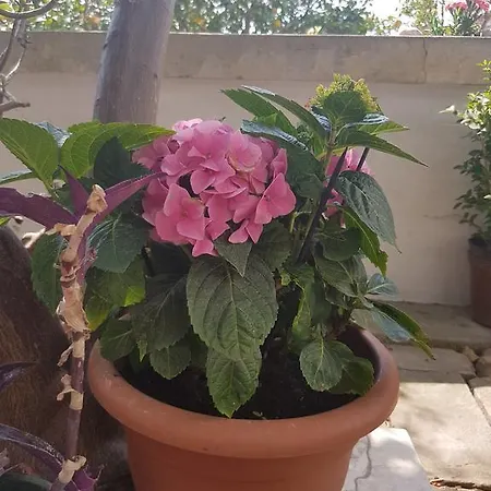 펜션 La Casa Di Nonna